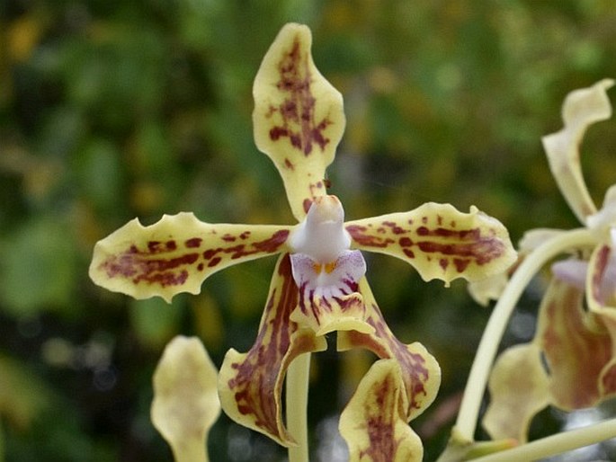 Vanda lamellata