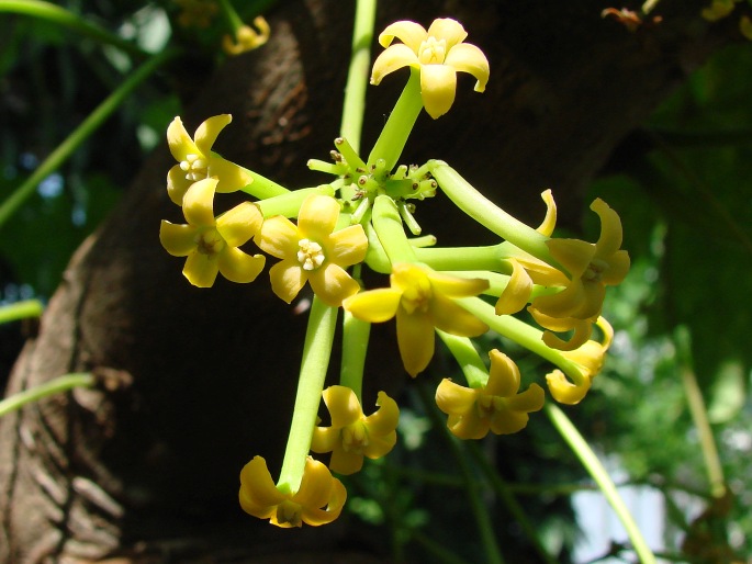 Vasconcellea pubescens