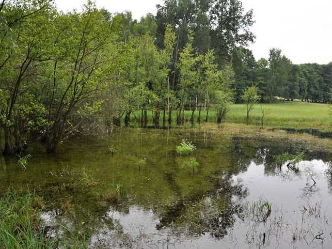 Rovenská pahorkatina: V dubech – přírodní památka