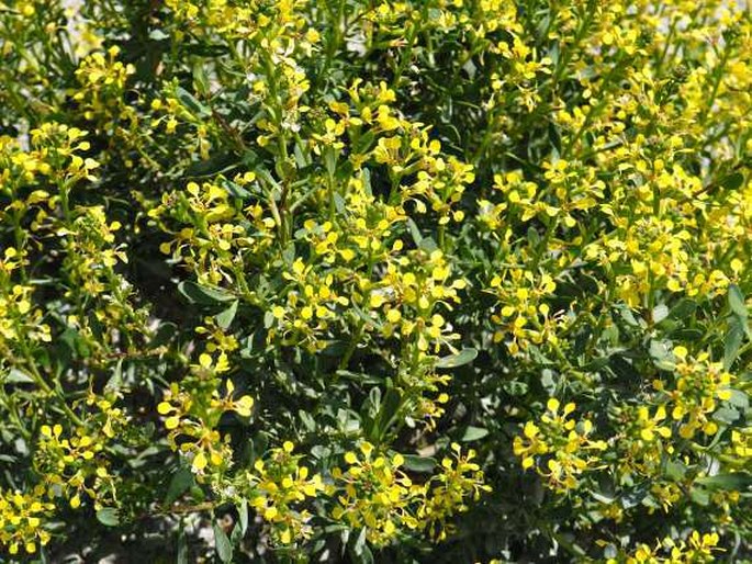 Vella pseudocytisus