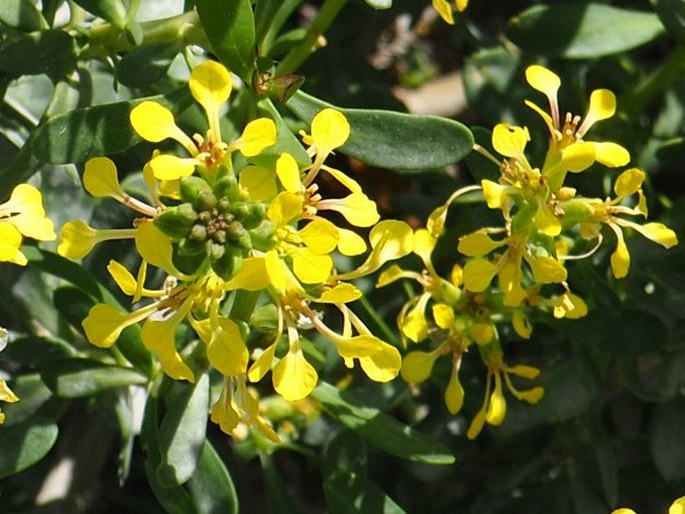 Vella pseudocytisus