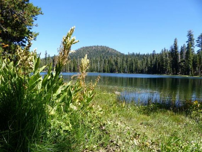 Veratrum californicum