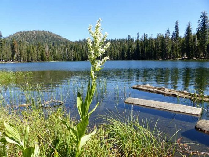 Veratrum californicum