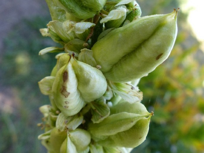 Veratrum californicum