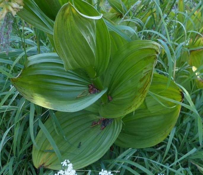 Veratrum californicum