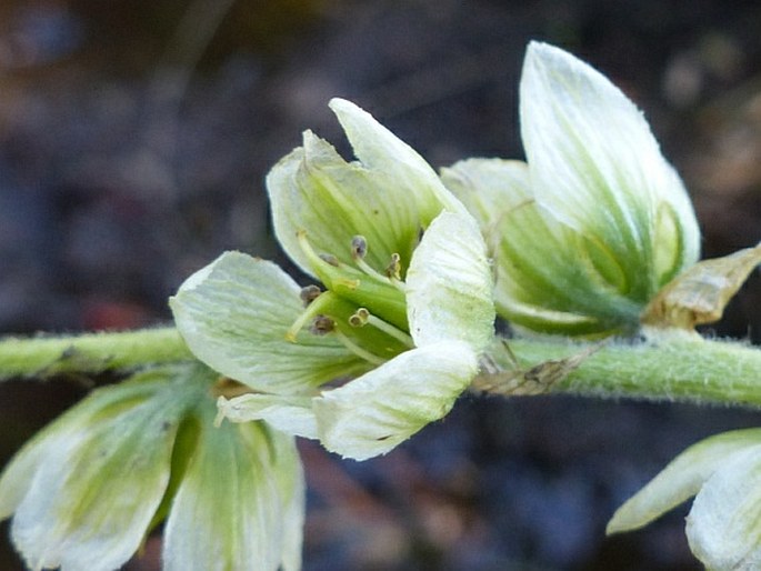 Veratrum californicum