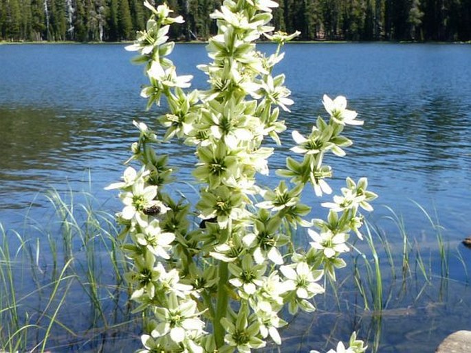 Veratrum californicum