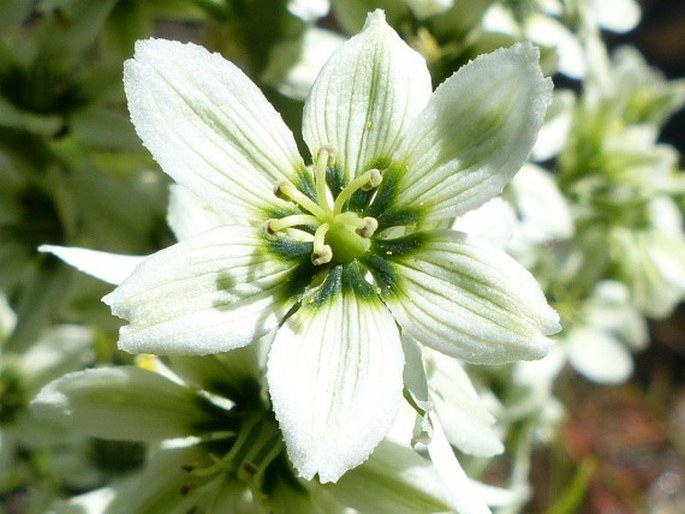 Veratrum californicum