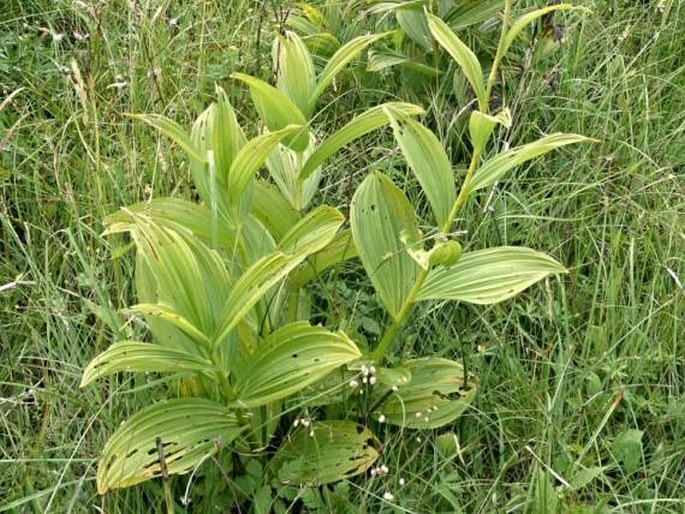 Veratrum album