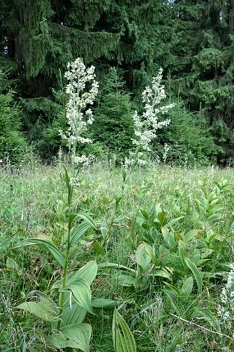 Veratrum album