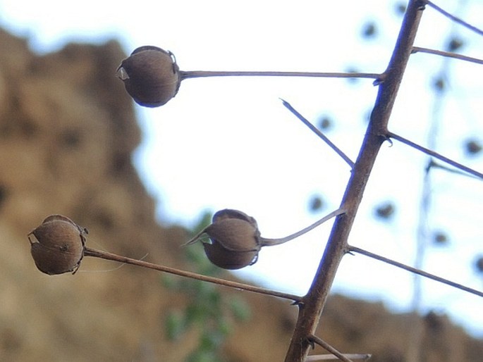 Verbascum arcturus