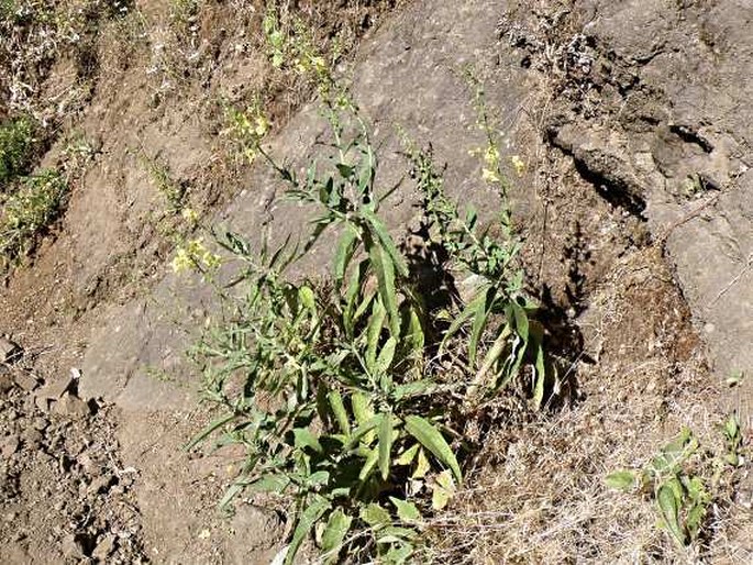 Verbascum benthamianum