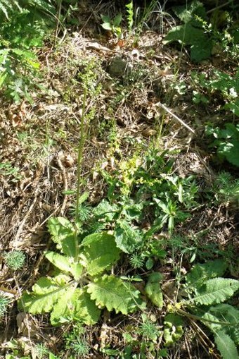 Verbascum glabratum subsp. bosnense