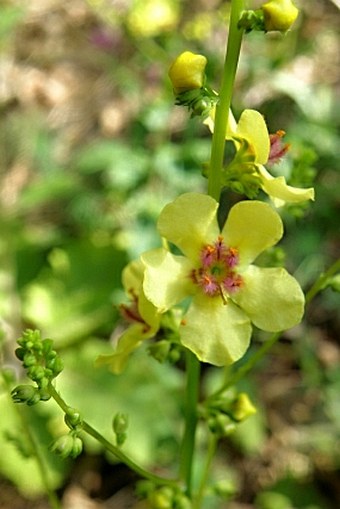 Verbascum glabratum subsp. bosnense