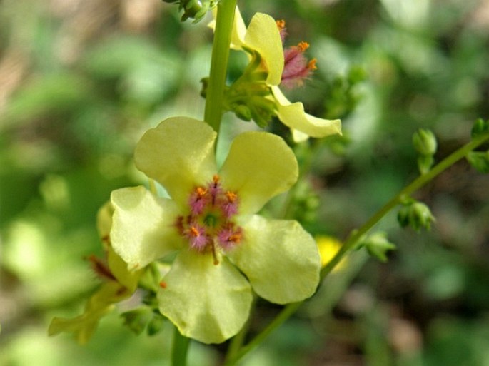 VERBASCUM GLABRATUM subsp. BOSNENSE (K. Malý) Murb. - divizna / divozel