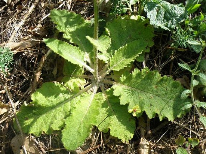 Verbascum glabratum subsp. bosnense