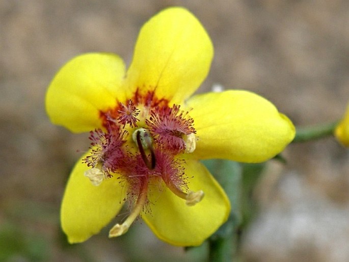 VERBASCUM BREVIPEDICELLATUM (Engl.) Hub.-Mor. – divizna / divozel