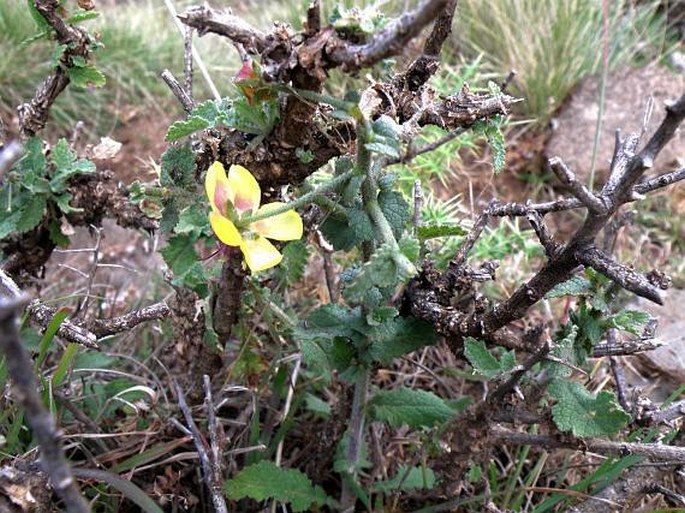 Verbascum brevipedicellatum