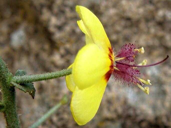 Verbascum brevipedicellatum