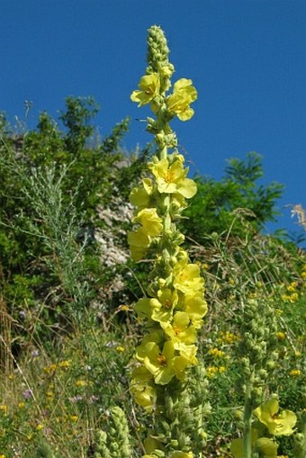 Verbascum densiflorum