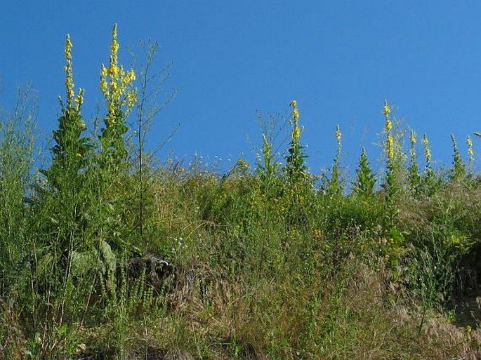 Verbascum densiflorum