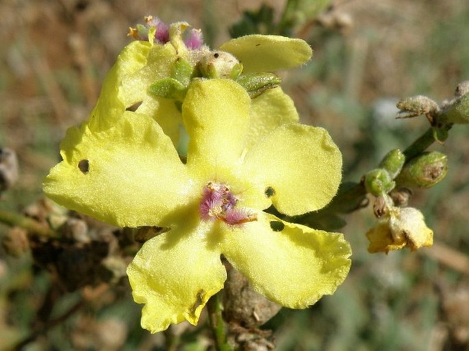 VERBASCUM SINUATUM L. – divizna / divozel