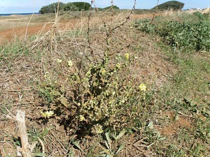 Verbascum sinuatum