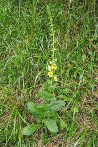 Verbascum virgatum