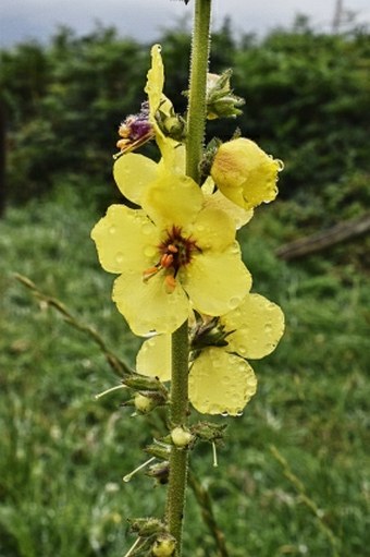 Verbascum virgatum