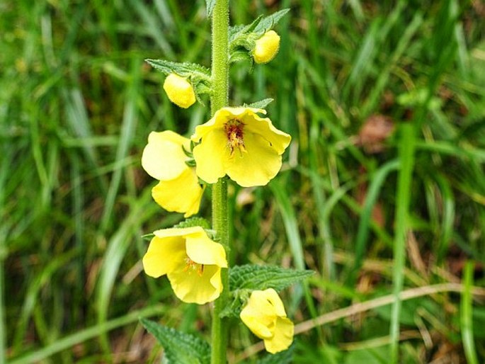 VERBASCUM VIRGATUM Stokes – divizna / divozel