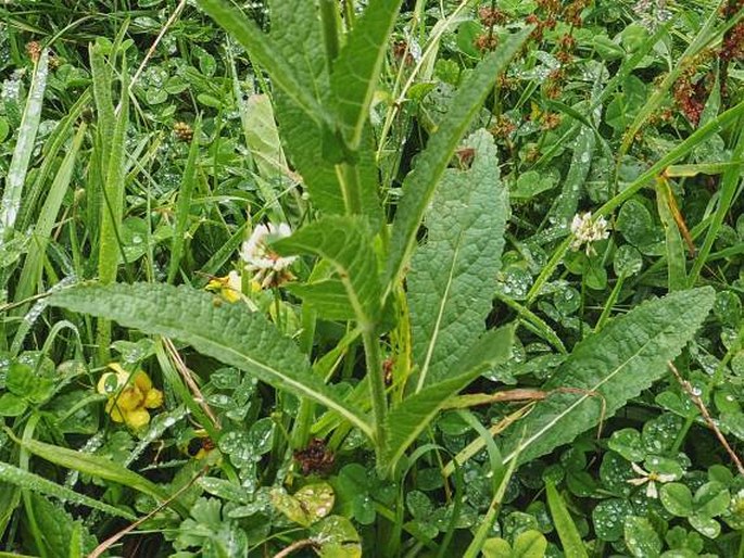 Verbascum virgatum