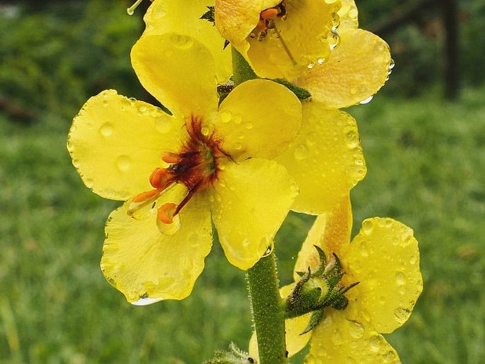 Verbascum virgatum