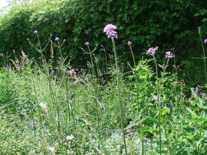 Verbena bonariensis