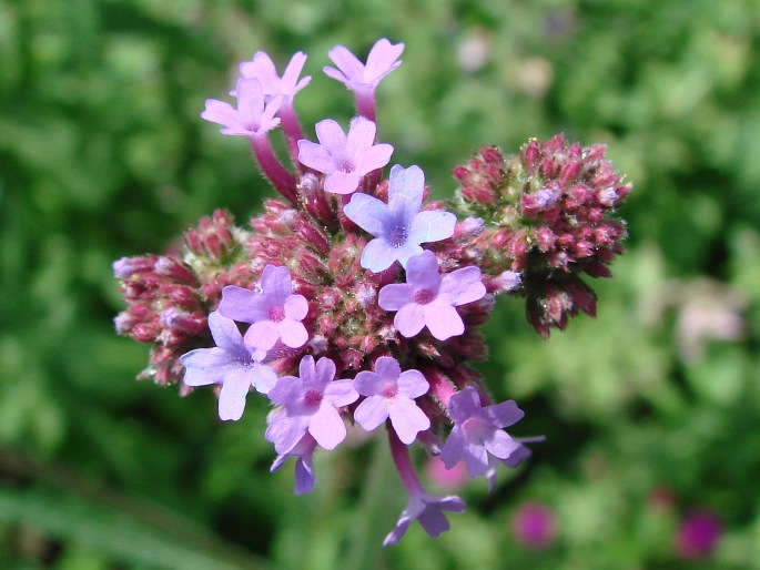 Verbena bonariensis