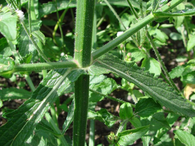 Verbena bonariensis