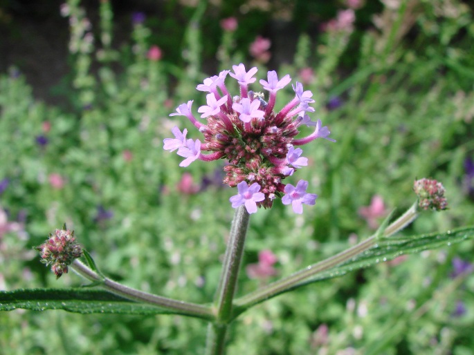 Verbena bonariensis