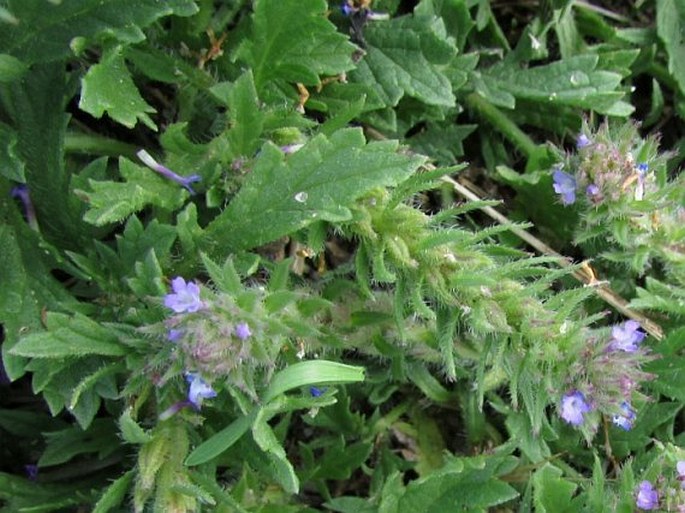 Verbena bracteata