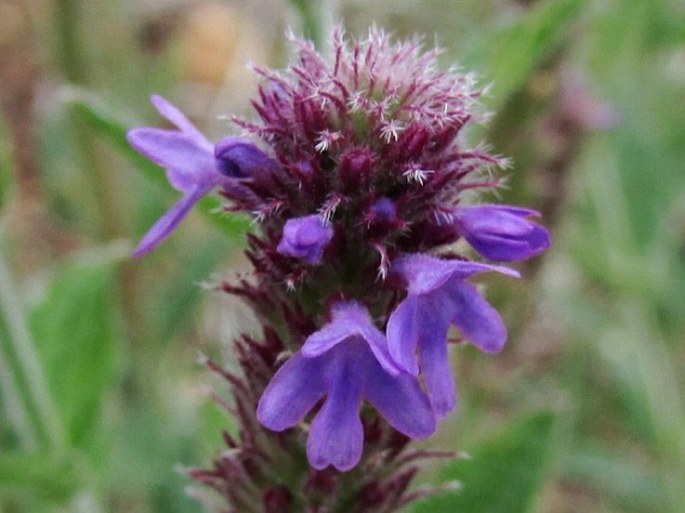 VERBENA MACDOUGALII A. Heller - sporýš / železník