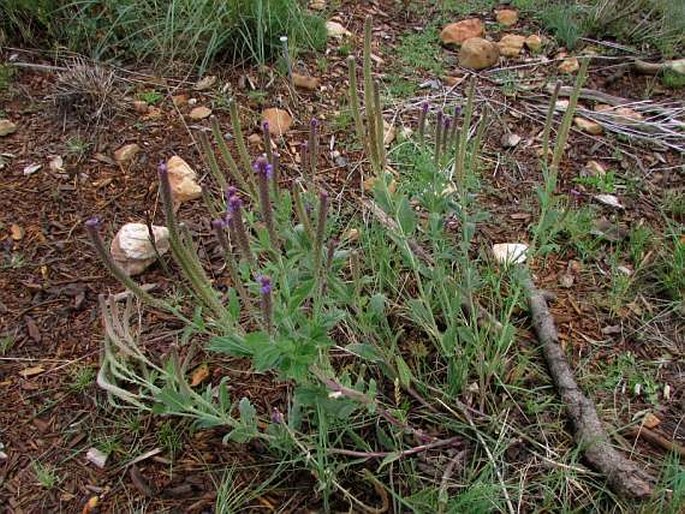 Verbena macdougalii