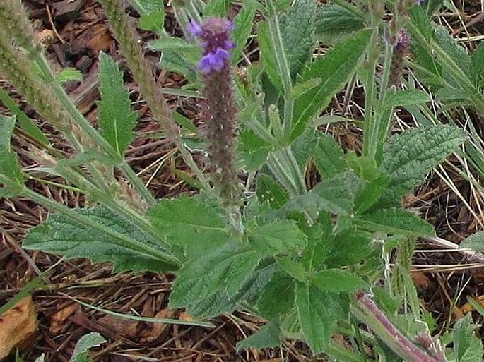 Verbena macdougalii