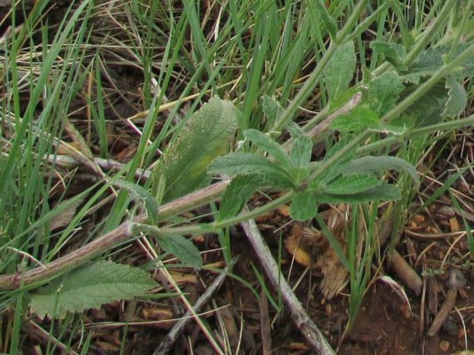 Verbena macdougalii