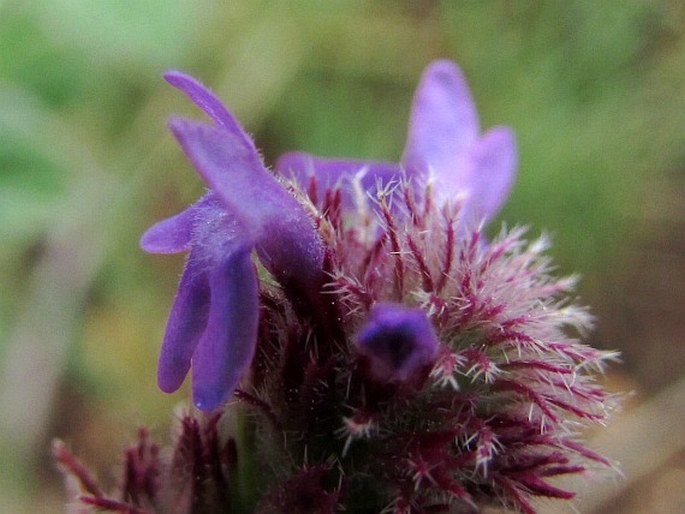 Verbena macdougalii