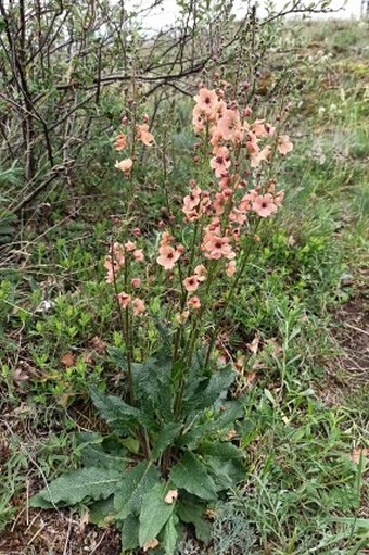 Verbascum × ignescens