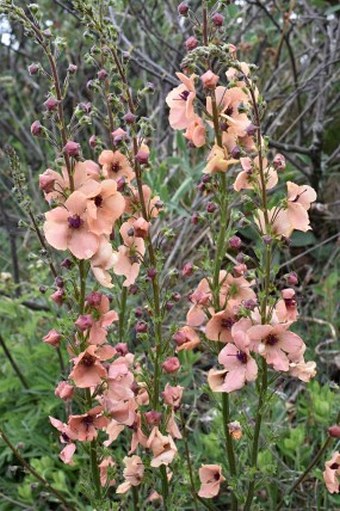 Verbascum × ignescens