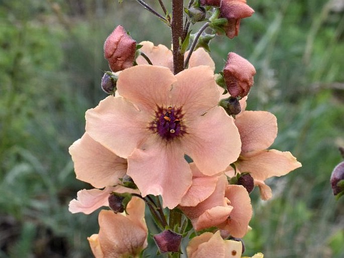 VERBASCUM ×IGNESCENS Tausch – divizna / divozel