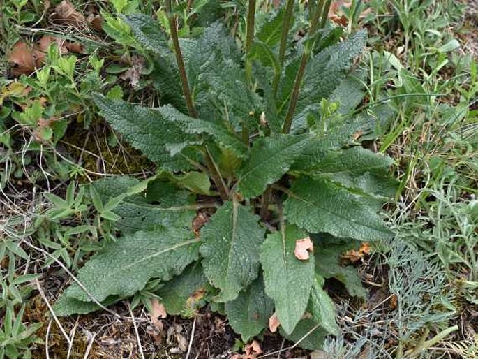 Verbascum × ignescens