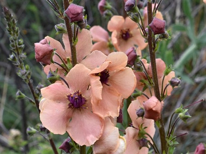 Verbascum × ignescens