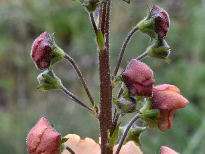 Verbascum × ignescens