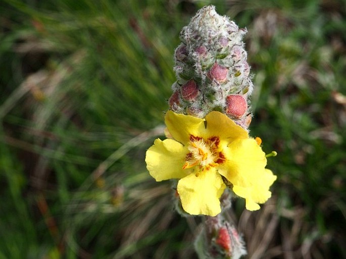 VERBASCUM NICOLAI Rohlena – divizna / divozel