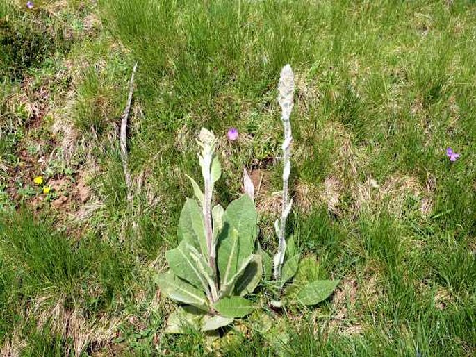 Verbascum nicolai